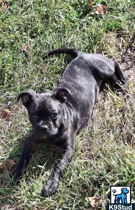 Staffordshire bullterrier, Staffordshire bull terrier guessed by k9stud ai