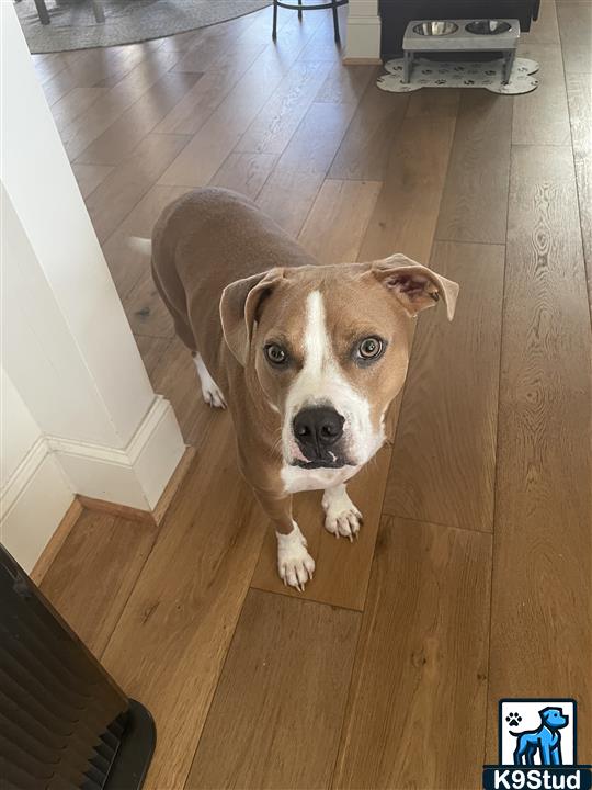 American Staffordshire terrier, Staffordshire terrier, American pit bull terrier, pit bull terrier guessed by k9stud ai