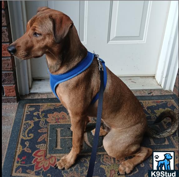 Rhodesian ridgeback guessed by k9stud ai