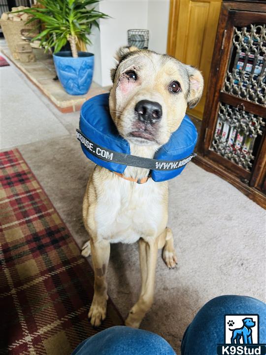 American Staffordshire terrier, Staffordshire terrier, American pit bull terrier, pit bull terrier guessed by k9stud ai