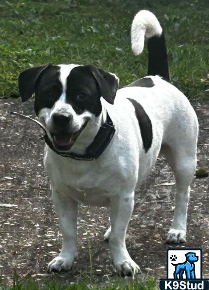 Staffordshire bullterrier, Staffordshire bull terrier guessed by k9stud ai