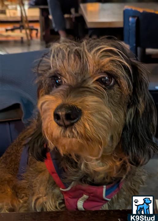 otterhound, otter hound guessed by k9stud ai