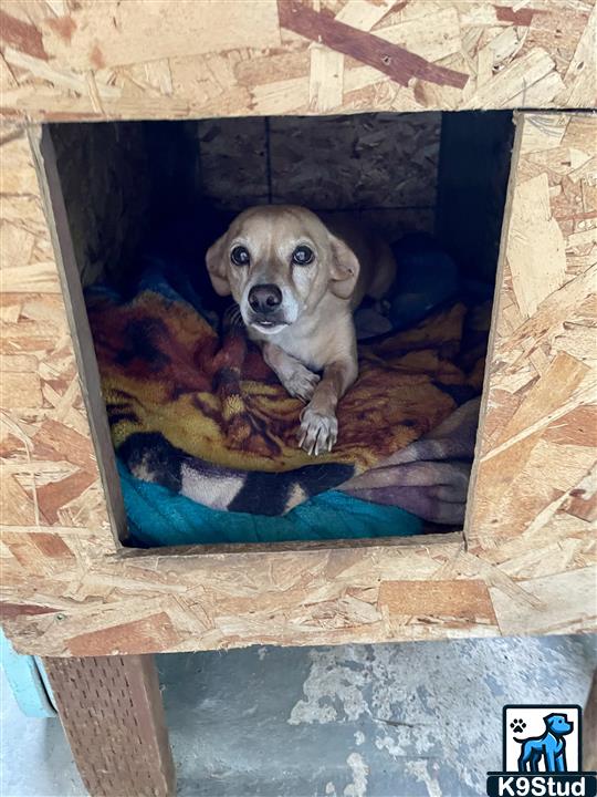 beagle guessed by k9stud ai