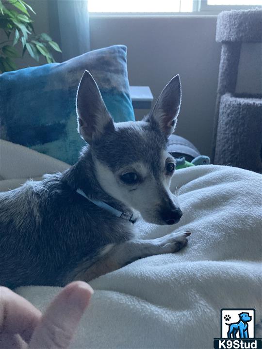 Chihuahua guessed by k9stud ai