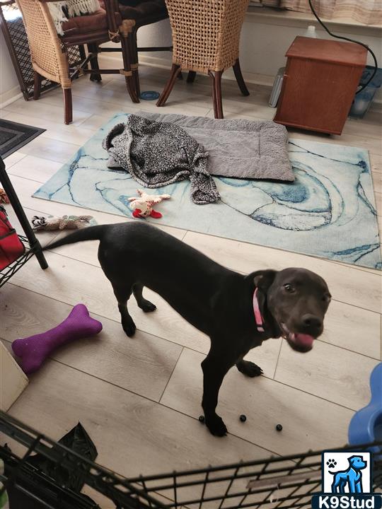 Labrador retriever guessed by k9stud ai