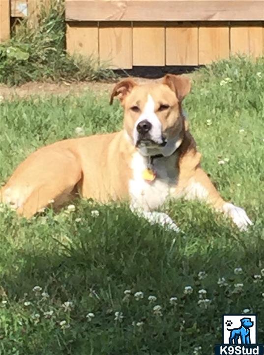 American Staffordshire terrier, Staffordshire terrier, American pit bull terrier, pit bull terrier guessed by k9stud ai