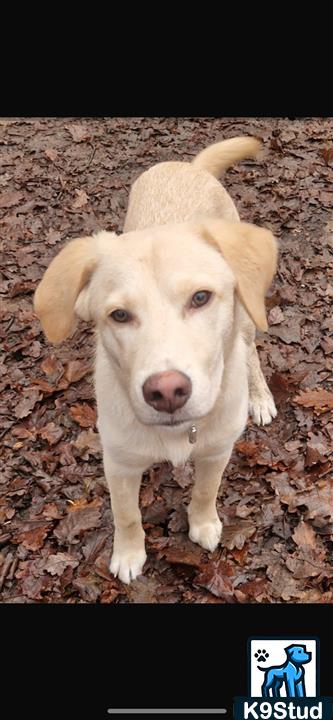 Labrador retriever guessed by k9stud ai
