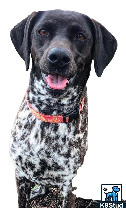 haired pointer guessed by k9stud ai