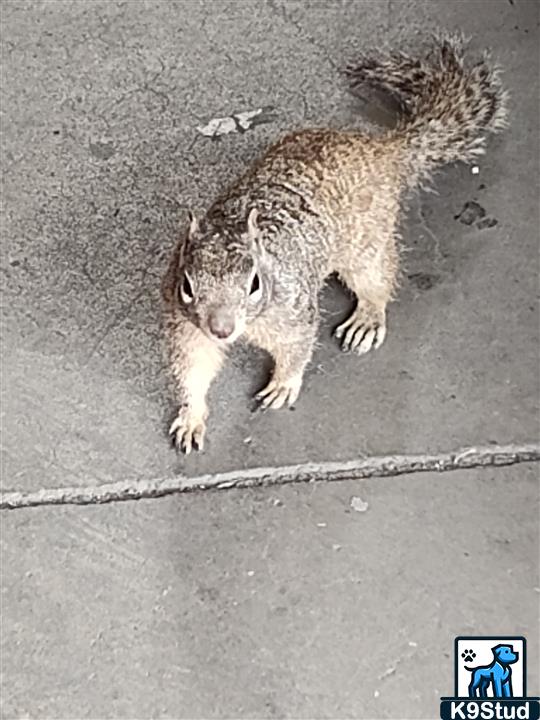 mongoose guessed by k9stud ai