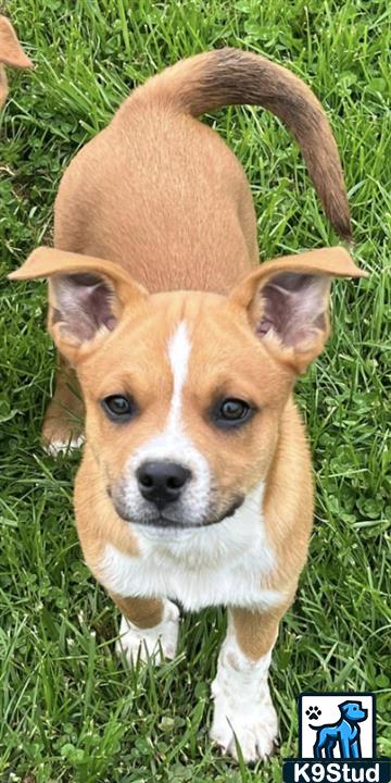 Cardigan, Cardigan Welsh corgi guessed by k9stud ai