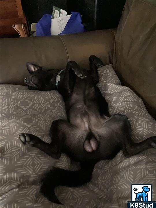 schipperke guessed by k9stud ai