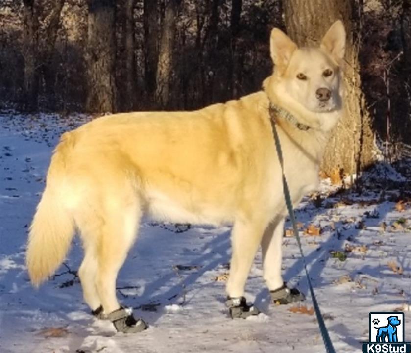 Eskimo dog, husky guessed by k9stud ai