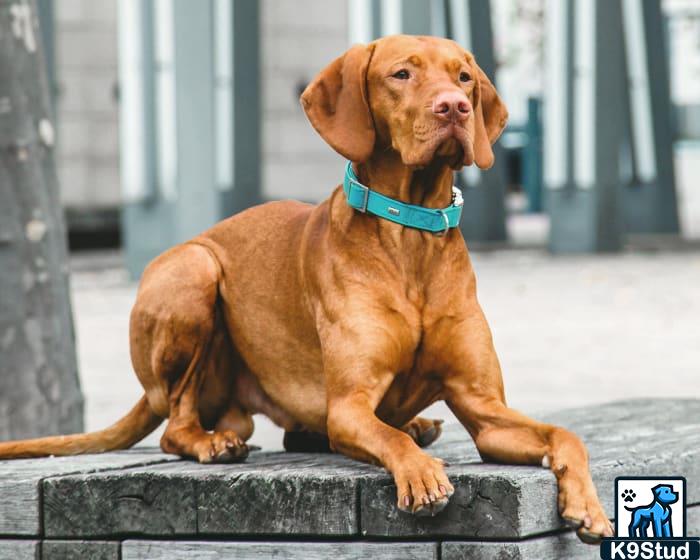 vizsla, Hungarian pointer guessed by k9stud ai