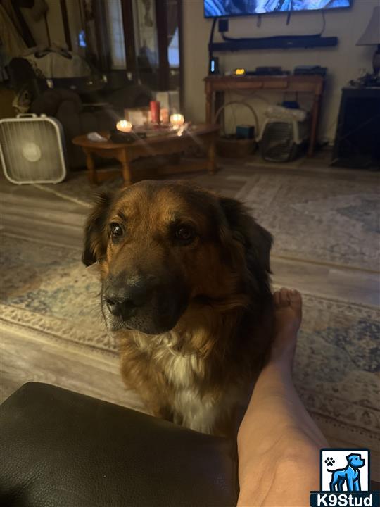 Leonberg guessed by k9stud ai