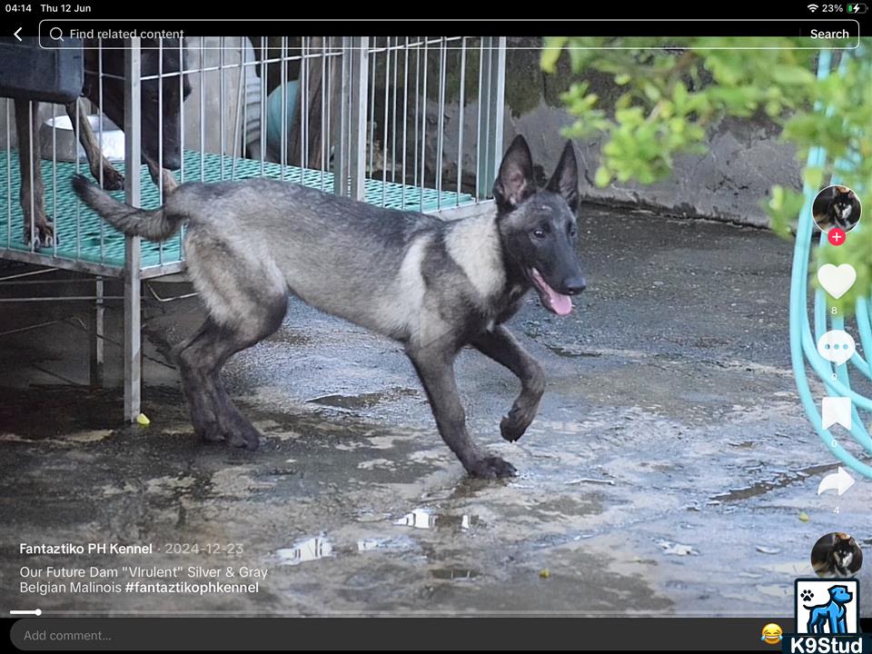 malinois guessed by k9stud ai