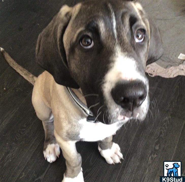 Great Dane guessed by k9stud ai