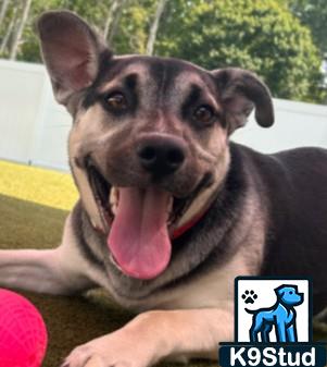 tennis ball guessed by k9stud ai
