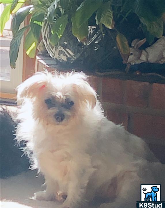 Maltese dog, Maltese terrier, Maltese guessed by k9stud ai