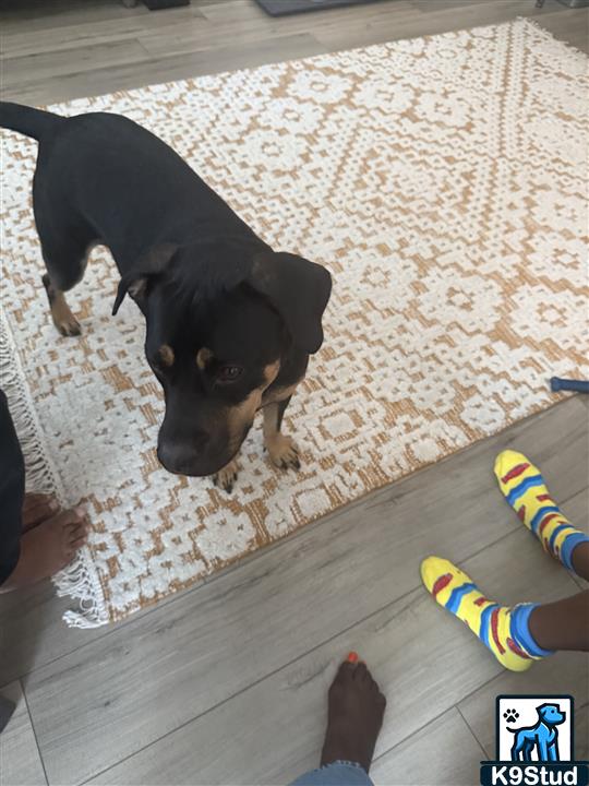 miniature pinscher guessed by k9stud ai