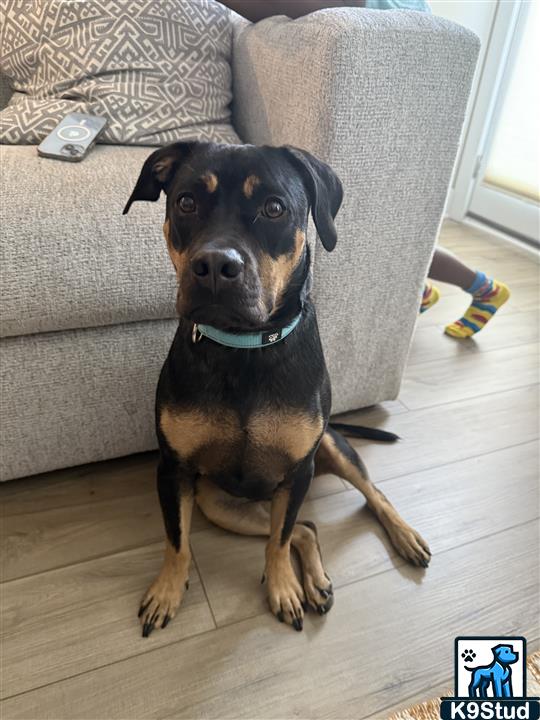 Rottweiler guessed by k9stud ai