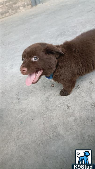 Newfoundland, Newfoundland dog guessed by k9stud ai