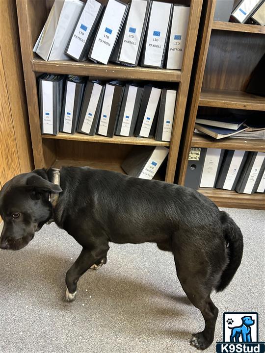 Staffordshire bullterrier, Staffordshire bull terrier guessed by k9stud ai