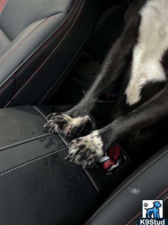 seat belt, seatbelt guessed by k9stud ai