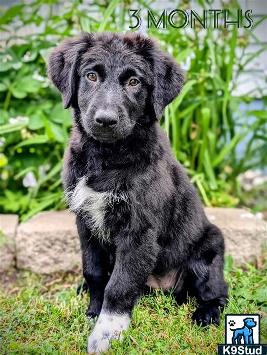 coated retriever guessed by k9stud ai