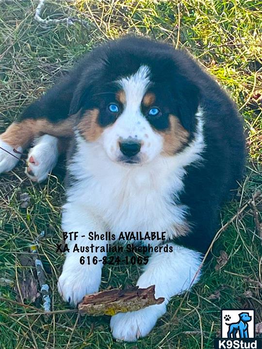 Bernese mountain dog guessed by k9stud ai