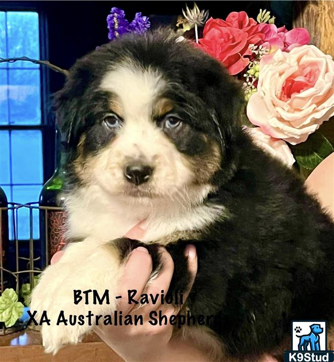 Bernese mountain dog guessed by k9stud ai