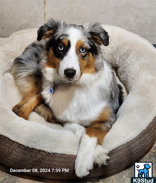 Border collie guessed by k9stud ai