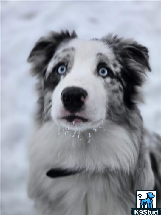 Border collie guessed by k9stud ai
