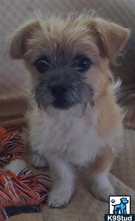 Border terrier guessed by k9stud ai