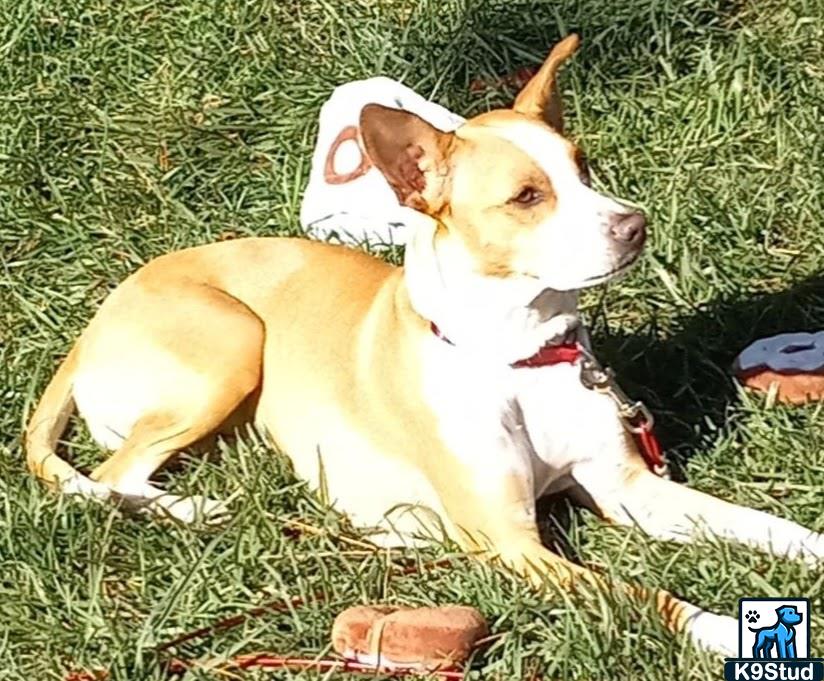 basenji guessed by k9stud ai