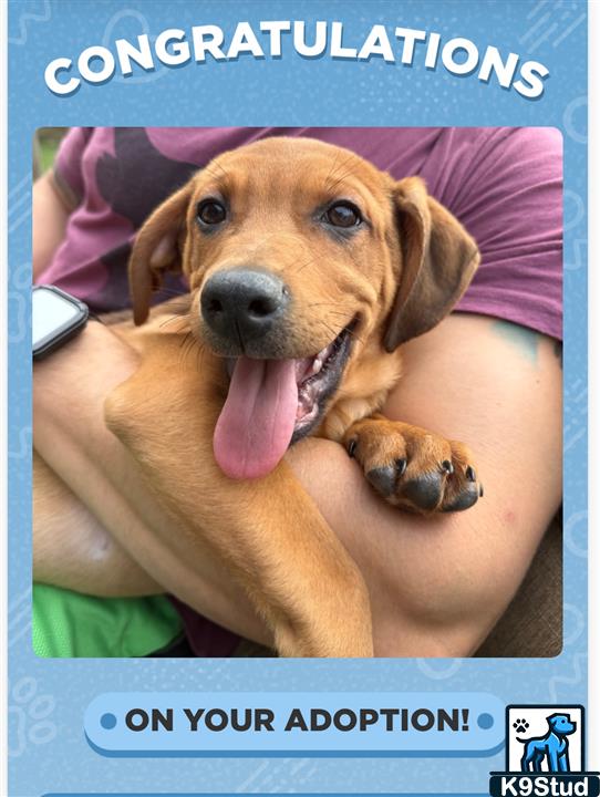 Rhodesian ridgeback guessed by k9stud ai