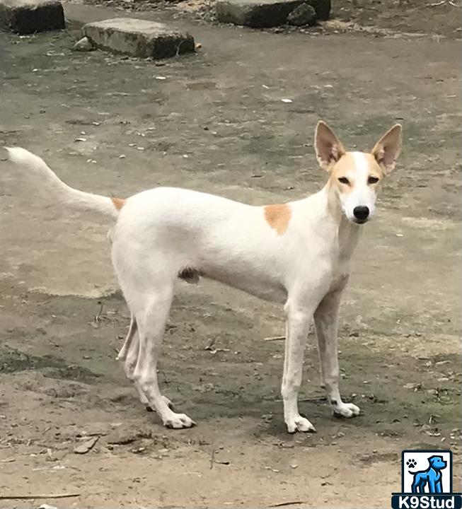 Ibizan hound, Ibizan Podenco guessed by k9stud ai