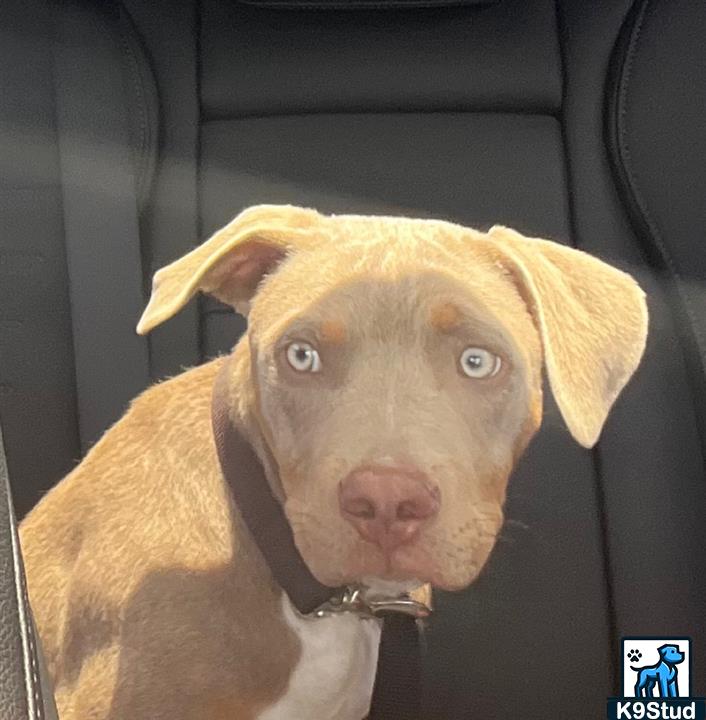 American Staffordshire terrier, Staffordshire terrier, American pit bull terrier, pit bull terrier guessed by k9stud ai