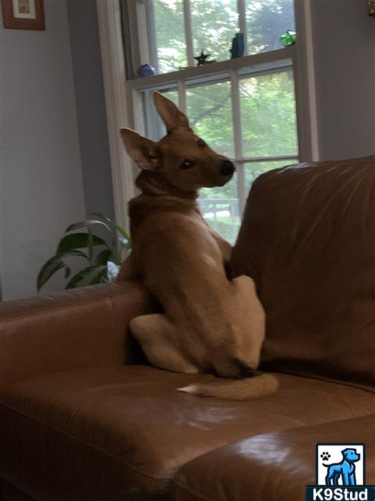 basenji guessed by k9stud ai