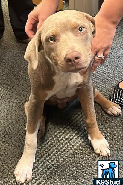 American Staffordshire terrier, Staffordshire terrier, American pit bull terrier, pit bull terrier guessed by k9stud ai