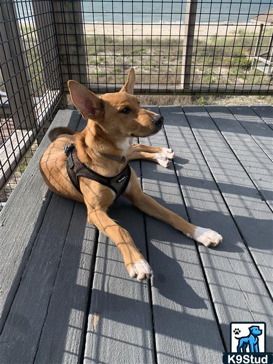 basenji guessed by k9stud ai