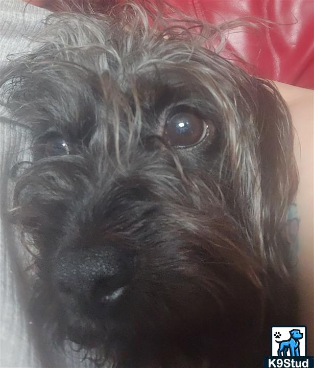 miniature schnauzer guessed by k9stud ai