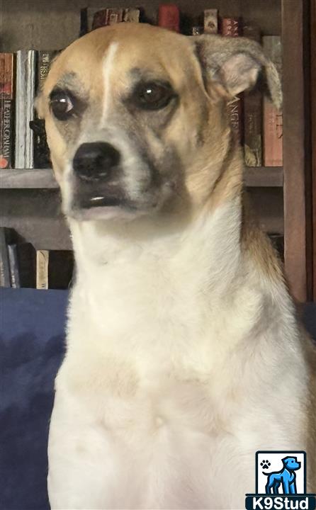 Chihuahua guessed by k9stud ai