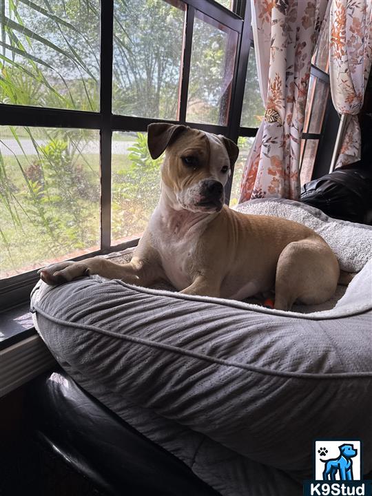 American Staffordshire terrier, Staffordshire terrier, American pit bull terrier, pit bull terrier guessed by k9stud ai