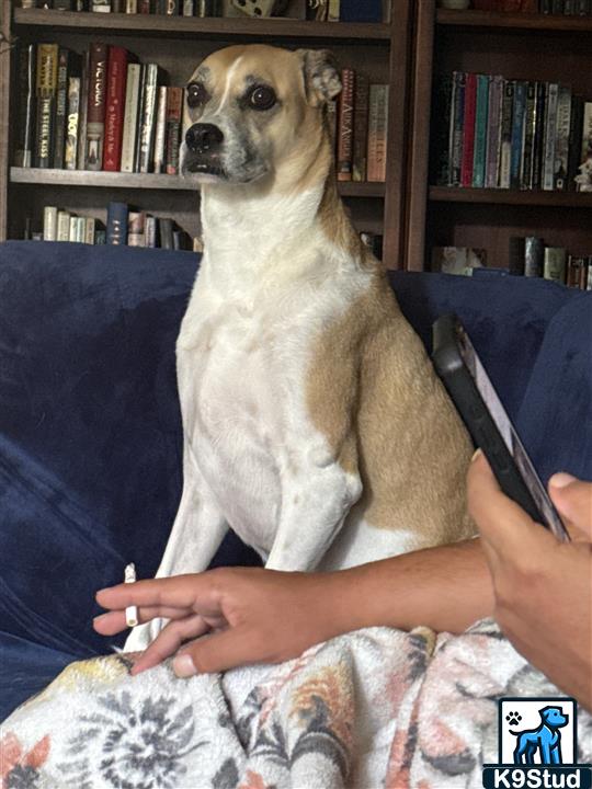 basenji guessed by k9stud ai