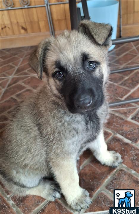 Norwegian elkhound, elkhound guessed by k9stud ai