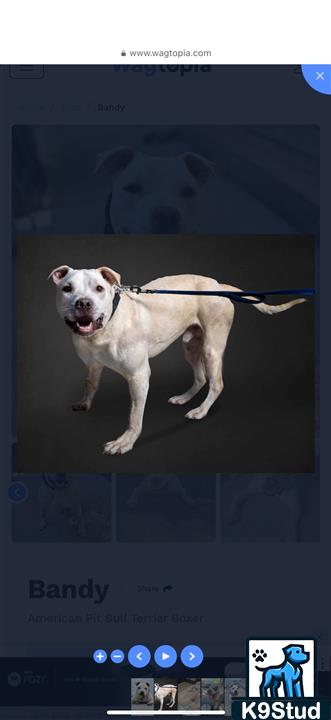 monitor guessed by k9stud ai