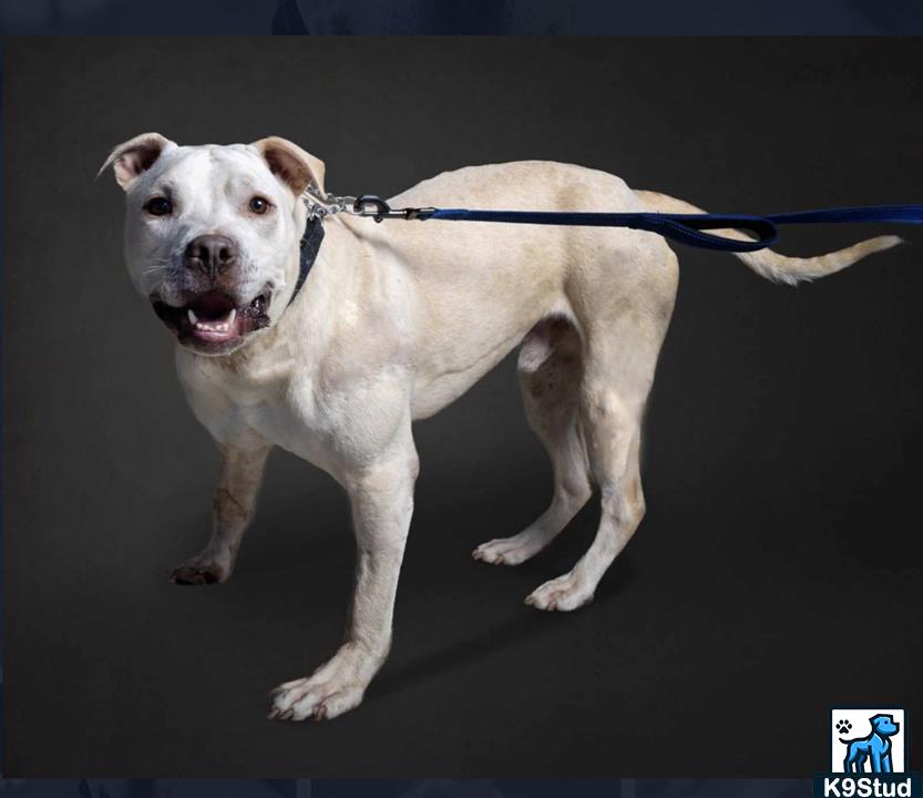 American Staffordshire terrier, Staffordshire terrier, American pit bull terrier, pit bull terrier guessed by k9stud ai