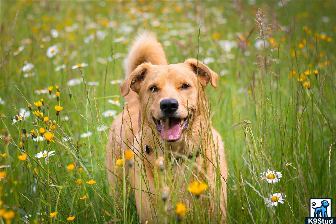 golden retriever guessed by k9stud ai