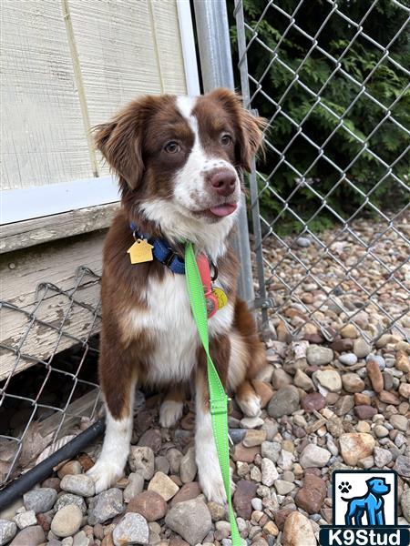Brittany spaniel guessed by k9stud ai