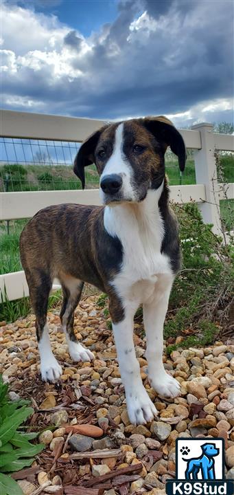 Cardigan, Cardigan Welsh corgi guessed by k9stud ai
